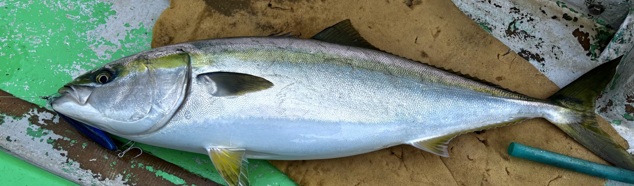 タンジェリンの釣部屋